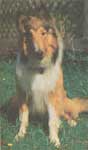 How to deal with swelling in your dog's ear flap.